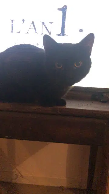 chat reunited   87300 Bellac Aïko