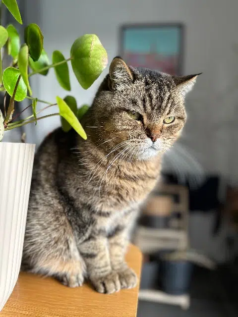 chat reunited   87270 Couzeix Boubou