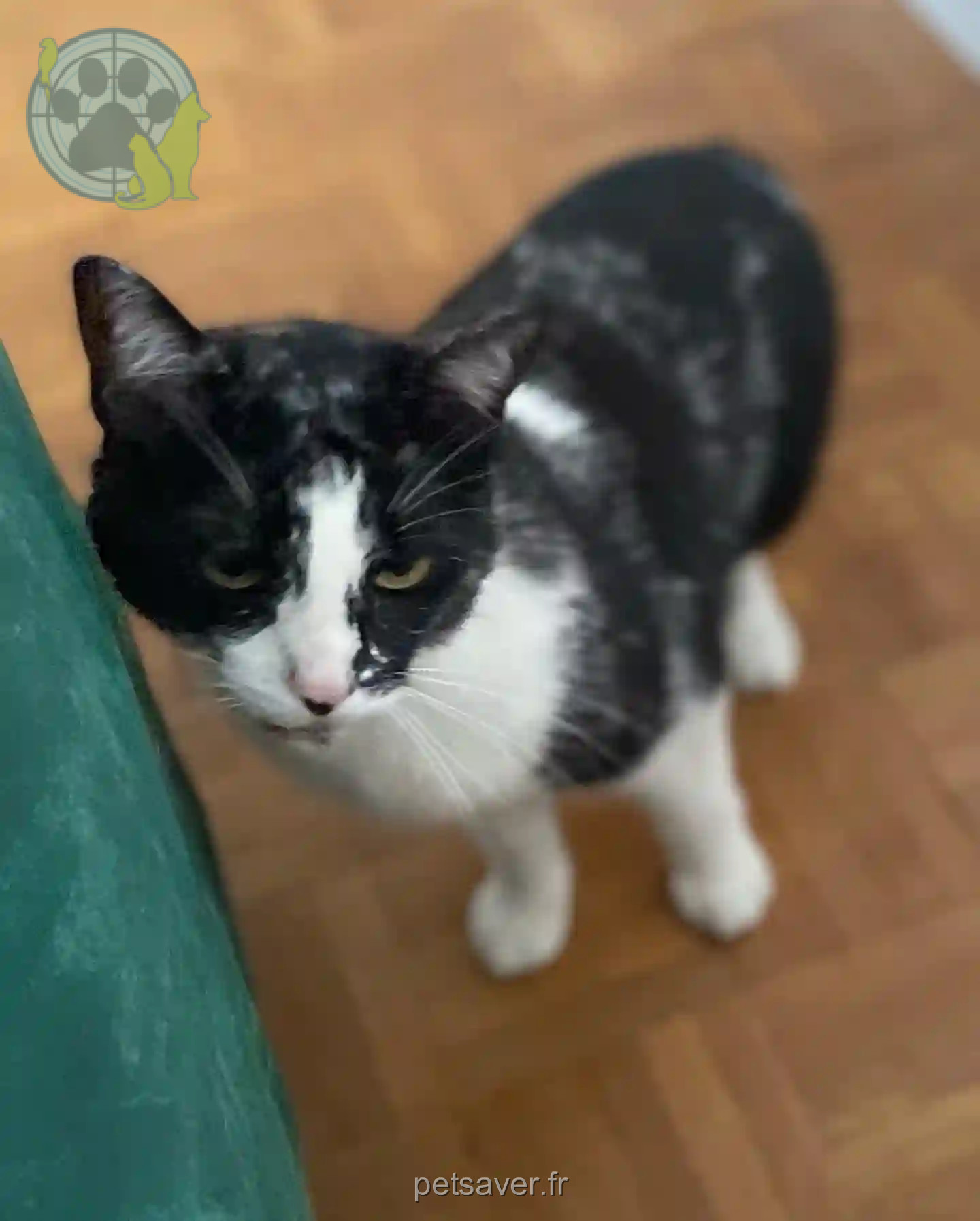 Chat Trouvé 87 Haute-Vienne - Courage Chat Trouvé 87 Haute-Vienne - Courage