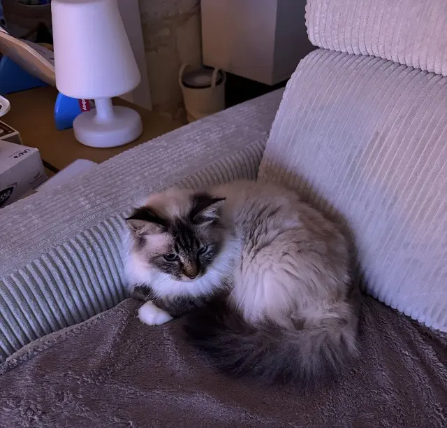 chat reunited   87800 Jourgnac Farine