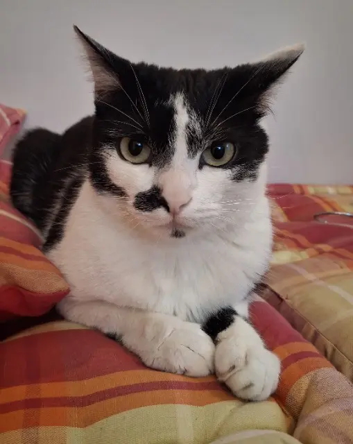 chat reunited   87410 Le Palais-sur-Vienne Jeanjean