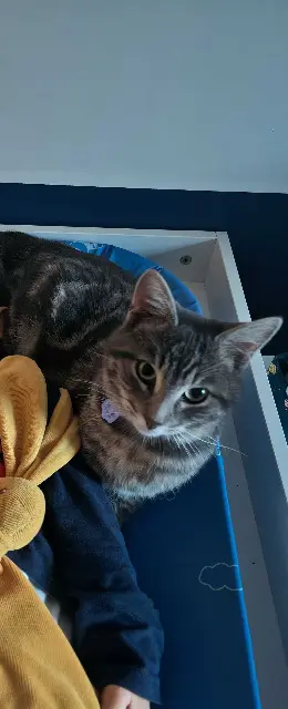 chat reunited    Limoges Bayou