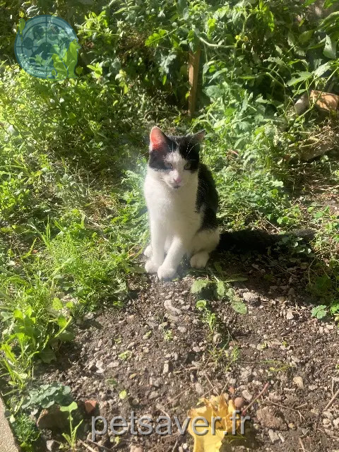 chat reunited    Limoges Biscotte