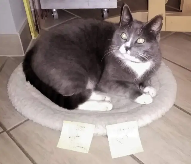 chat reunited    Limoges Chaussette