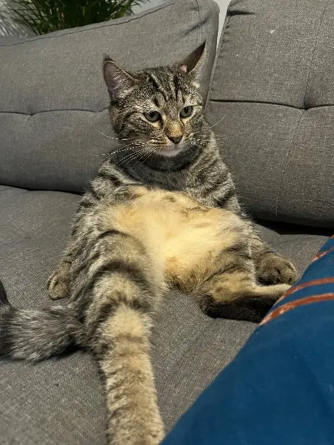 chat reunited    Limoges Chocapic