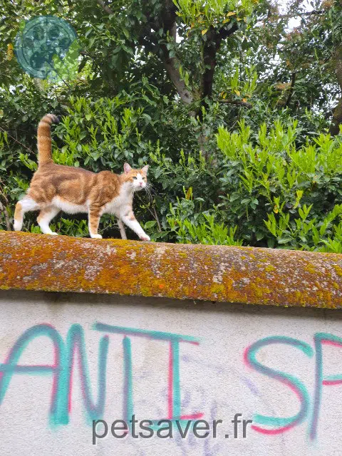 Kater reunited Limoges Noissette