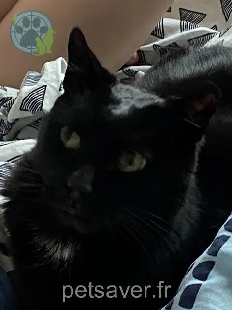 chat reunited    Limoges Nunki