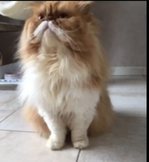 chat reunited    Limoges Patchouly