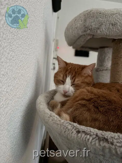 chat reunited    Limoges Samira