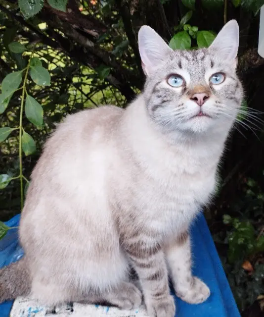 chat reunited    Limoges Saphir