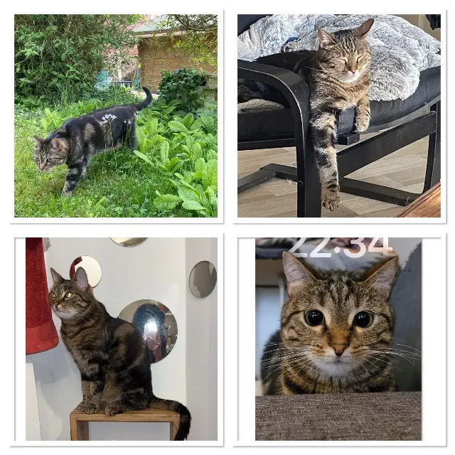 chat reunited    Limoges Shelby