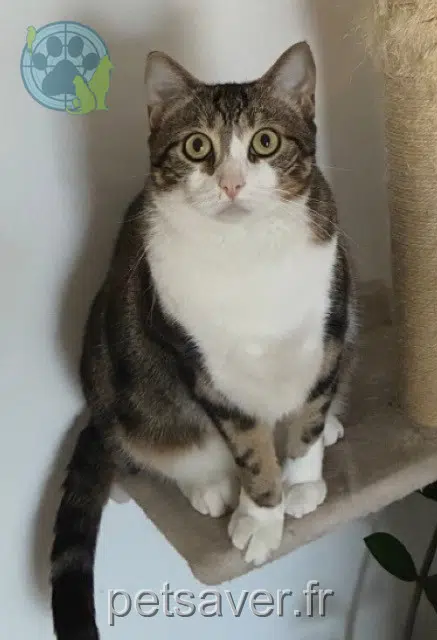chat reunited Limoges Sparrow