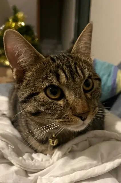 chat reunited    Limoges Watson