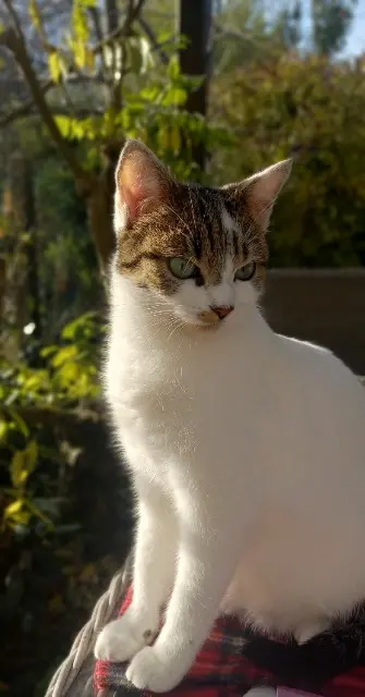chat reunited    Limoges Zouzou
