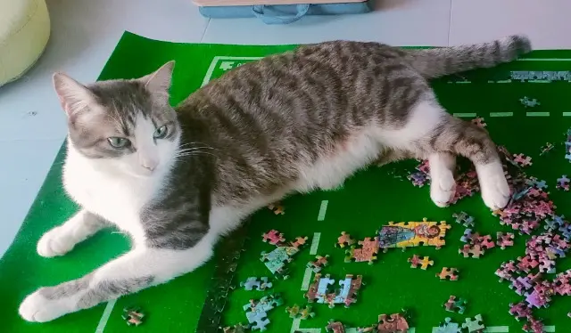 chat reunited   87380 Château-Chervix Miso