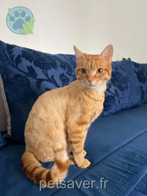 chat reunited   87250 Bessines-sur-Gartempe Moums