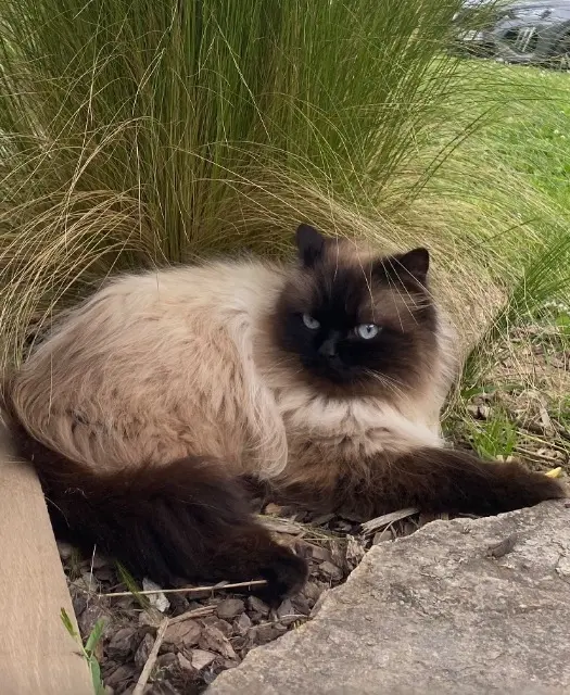 chat reunited   87400 Royères Oscar