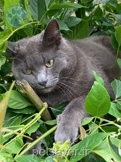 chat reunited   87260 Saint-Paul Pompon