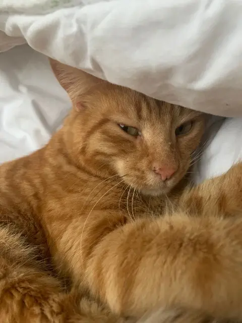 chat reunited   87270 Couzeix Rouxy