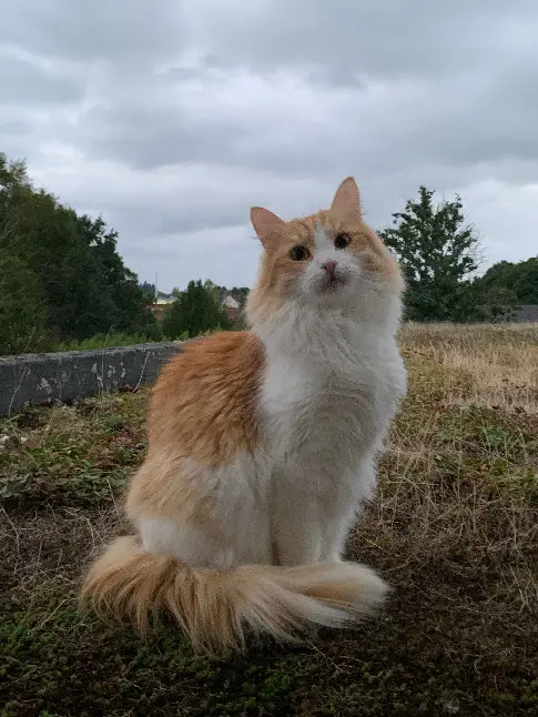 Chat Trouvé 87 Haute-Vienne - Tchiko Chat Trouvé 87 Haute-Vienne - Tchiko