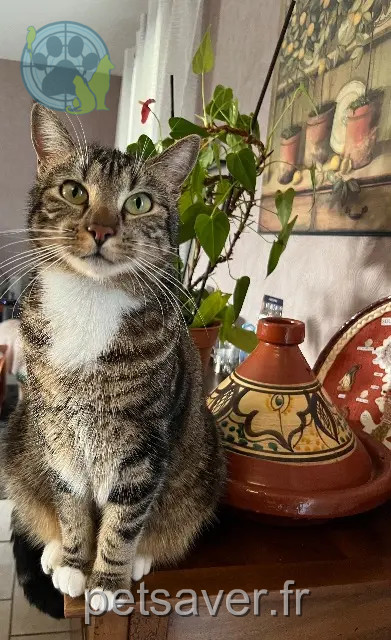 chat reunited   87410 Le Palais-sur-Vienne Tilt
