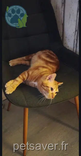 chat reunited 87270 Chaptelat Volt