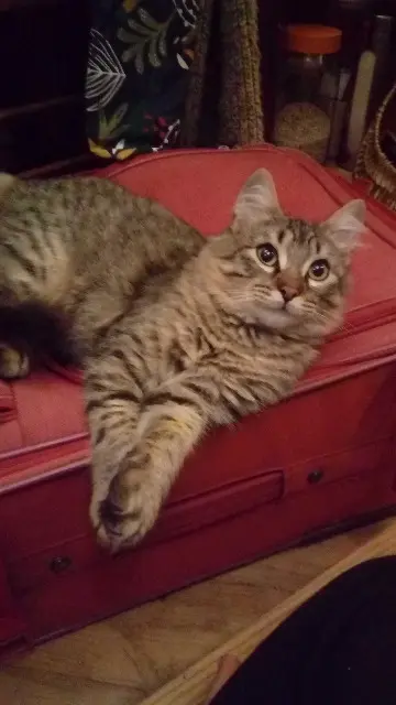 chat reunited   87230 Bussière-Galant Zako