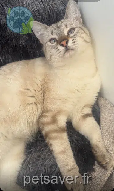 chat reunited 88800 Vittel Flocon