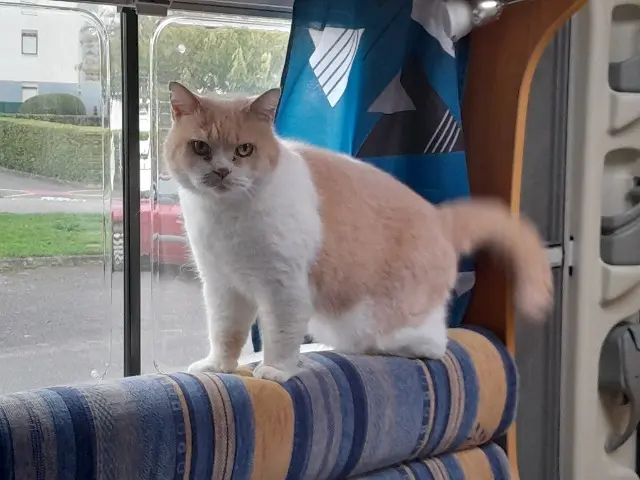 chat reunited   88110 Raon-l'Étape Hisati