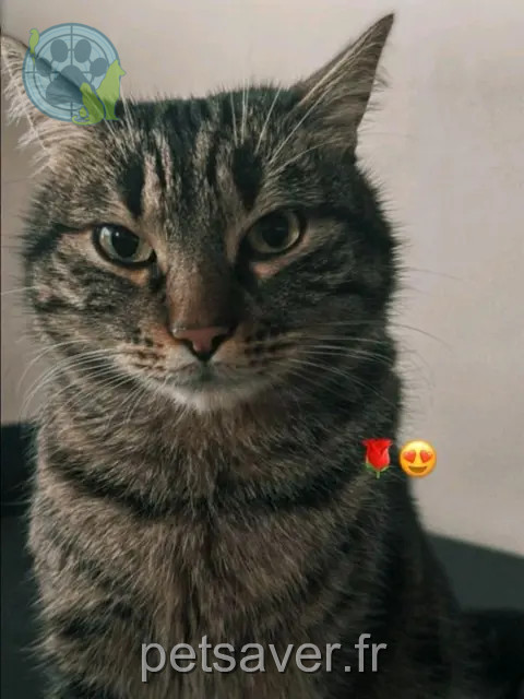 gatto reunited 88200 Remiremont Mew