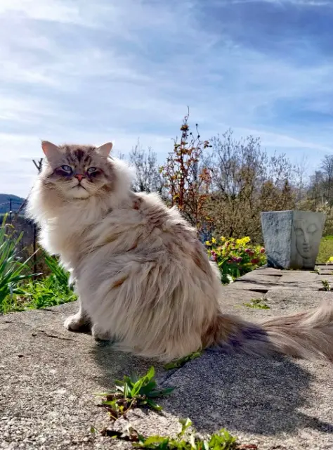 chat reunited   88600 Laveline-devant-Bruyères Mister Wilson