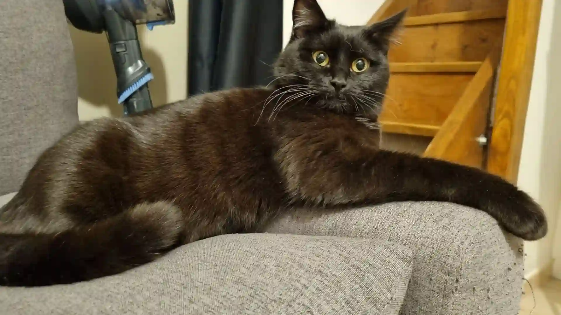 Chat Trouvé 88 Vosges - Onyx Chat Trouvé 88 Vosges - Onyx