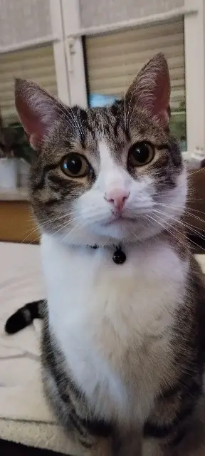 chat reunited   88110 Raon-l'Étape Pixel