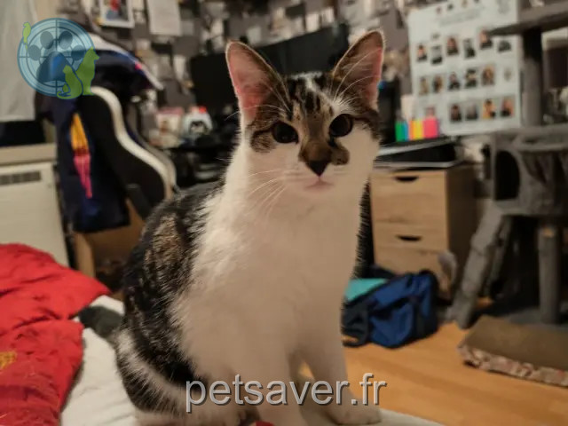 cat reunited 88450 Vincey Rio
