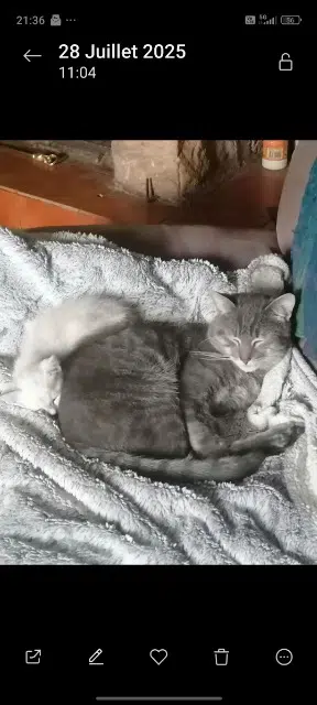chat reunited   88550 Jarménil Roquette
