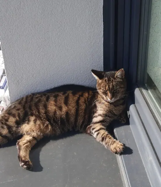 chat reunited   88000 Deyvillers TIGROU