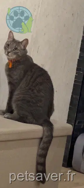 chat reunited   88450 Vincey Ulysse