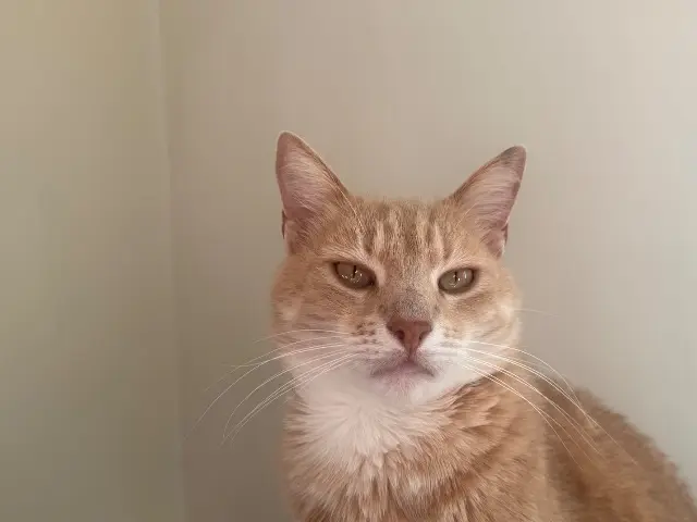 chat reunited   89580 Coulanges-la-Vineuse Biloute