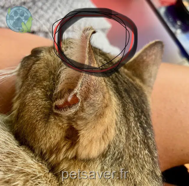 chat reunited 89270 Vermenton Corsiou
