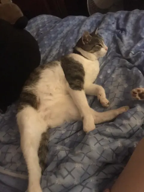 chat reunited   89350 Champignelles Junior