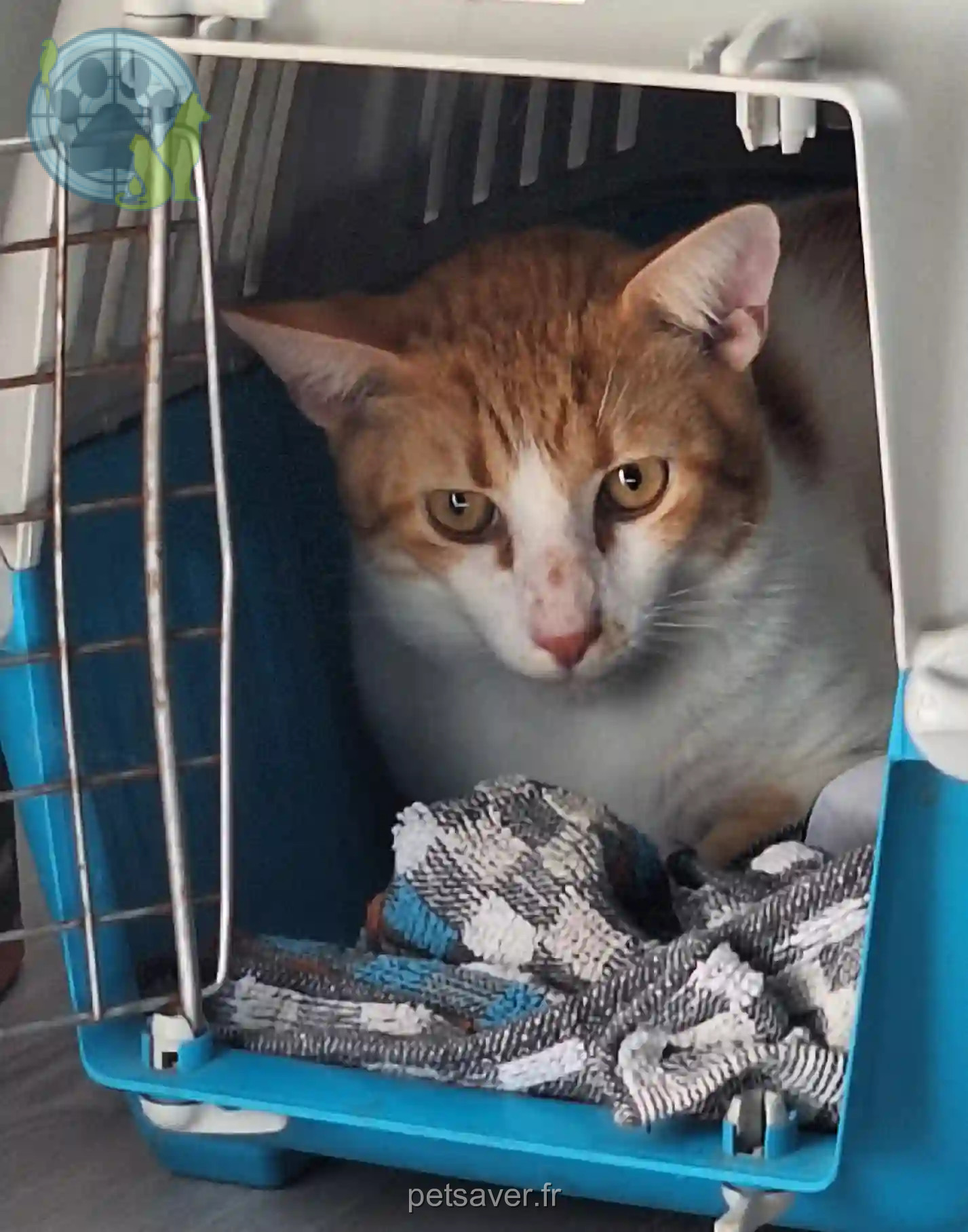 Chat Perdu 89 Yonne - Kheops Chat Perdu 89 Yonne - Kheops