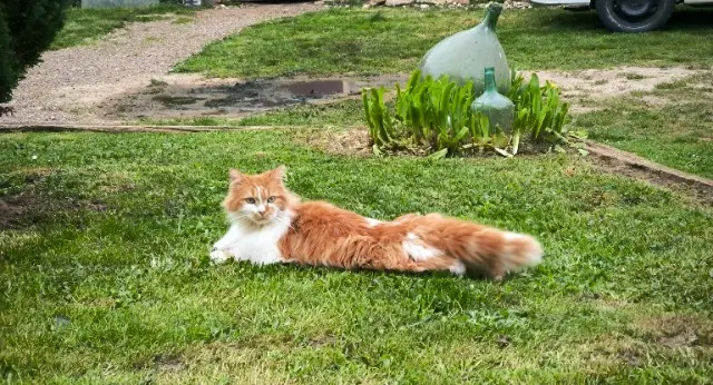 chat reunited   89520 Fontenoy Kody