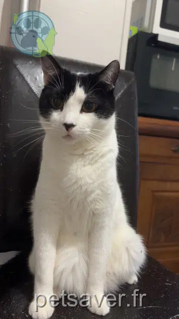 chat reunited 89200 Avallon Loulou