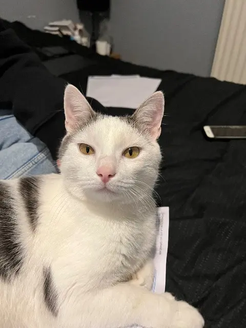 chat reunited   89100 Paron Momo