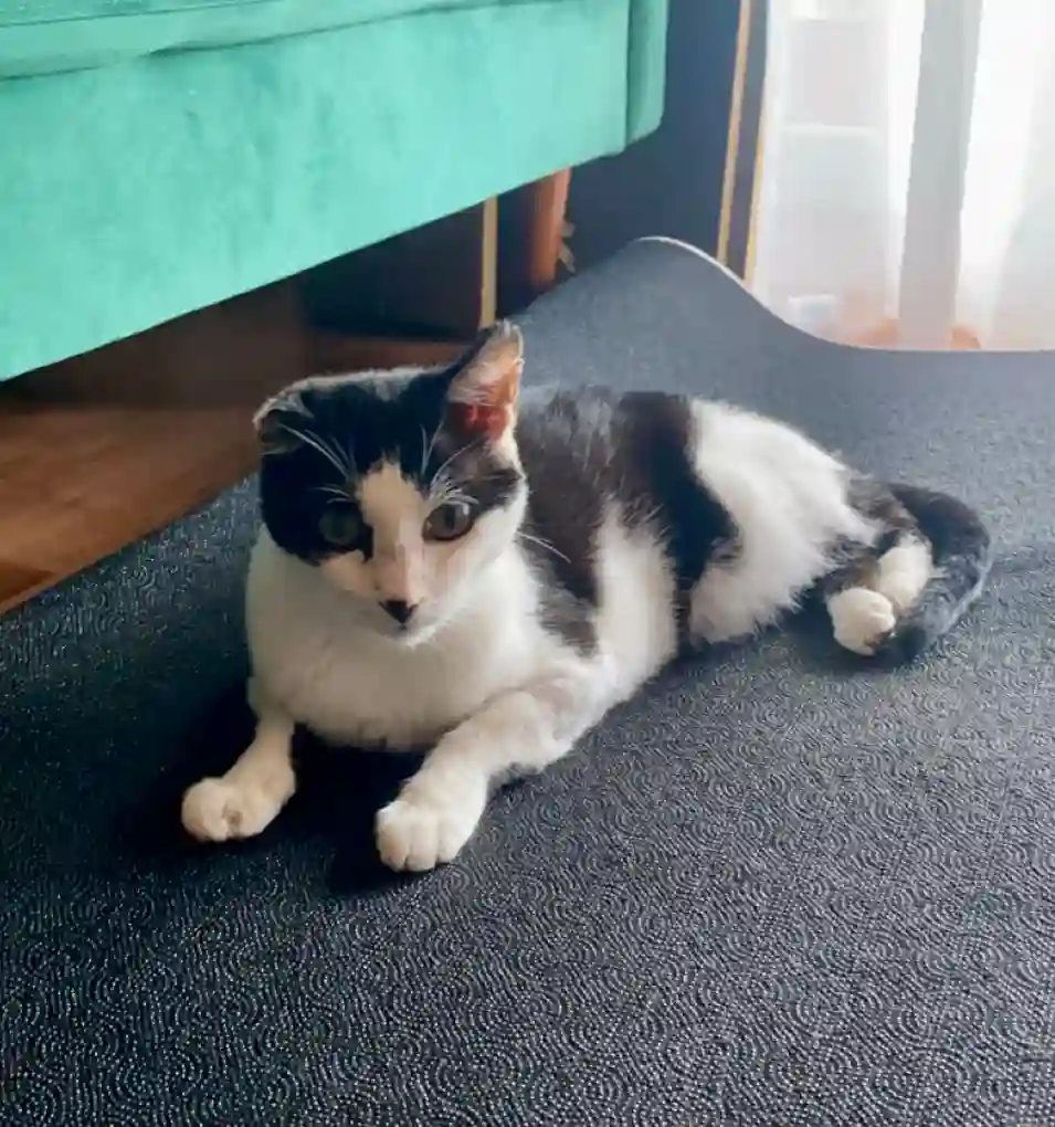 Chat Trouvé 89 Yonne - Monkey Chat Trouvé 89 Yonne - Monkey