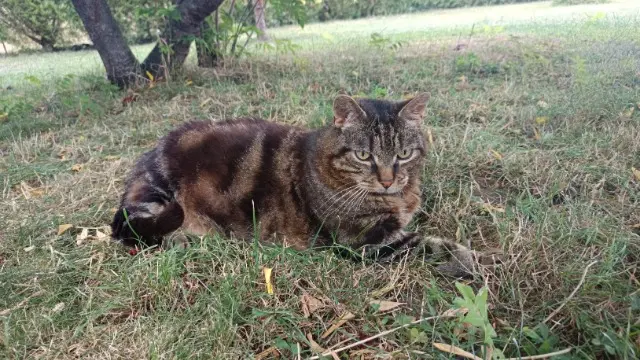 chat reunited   89580 Coulanges-la-Vineuse Muffin