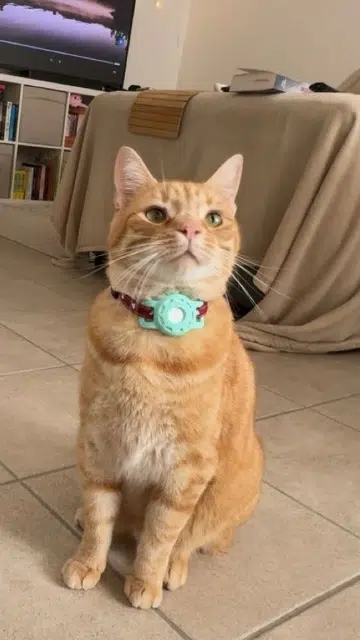 chat reunited   89160 Pacy-sur-Armançon Newt