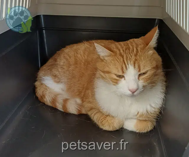 gato reunited   89200 Avallon Nougat