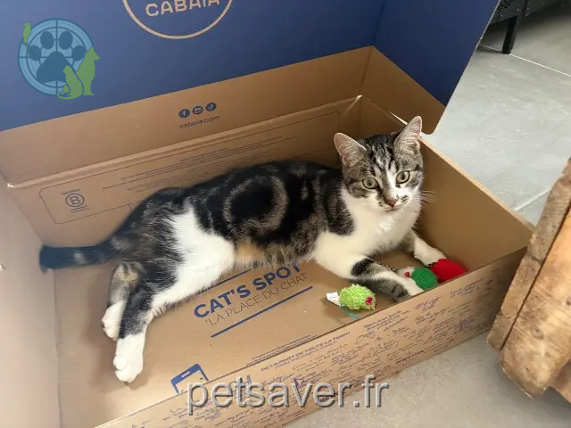 chat reunited   89530 Saint-Bris-le-Vineux Oscar