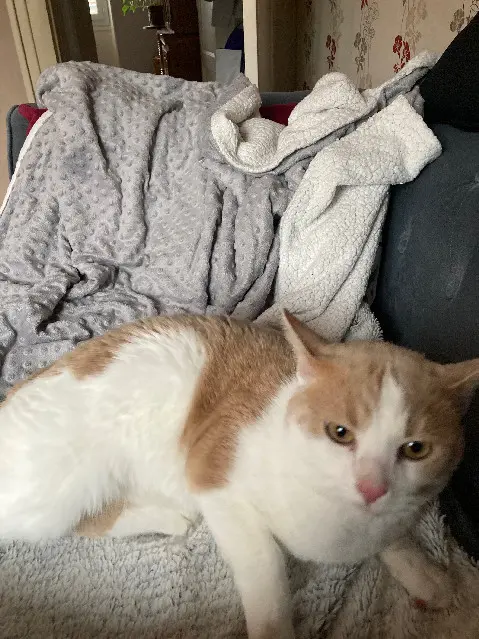 chat reunited 22 Rue des Fossés 89480 Coulanges-sur-Yonne Ramsès 